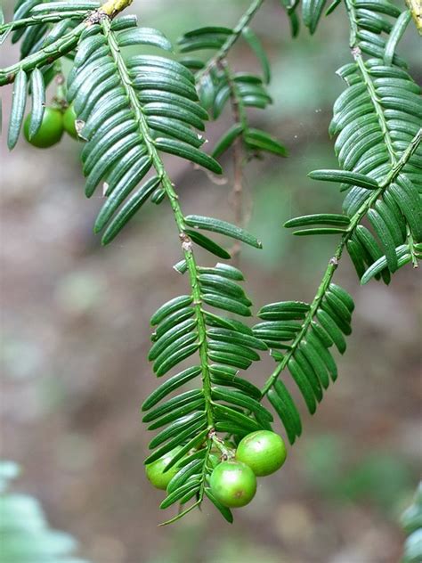 樹類|球果植物